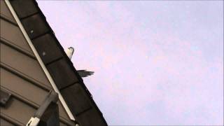 Николаевские Голуби Никулина Nikolaevskie Pigeons Part 22