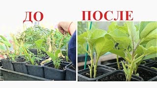 Это СРЕДСТВО ТВОРИТ ЧУДЕСА! ОЖИВИТ любую РАССАДУ. ПОВЫШАЕТ УРОЖАЙНОСТЬ.