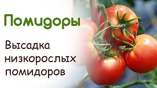 Высадка низкорослых помидоров в открытый грунт. Преимущества способа посадки томатов