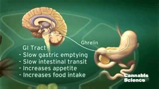 The Endocannabinoid System: How cannabis oil works (SEE more at cureyourowncancer.org)