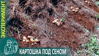 Всё о посадке картофеля под сеном | Эксперимент Гордеевых