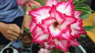 Desert Rose