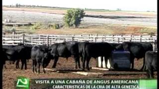 ARISTOCRAT ANGUS Parte 1
