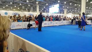 Кобели, класс чемпионов. ЧМ-2016