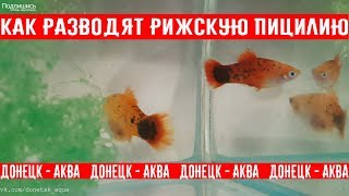 советы как развести рижскую пецилию, Xiphophorus maculatus, Zierfische, Ryby akwarystyczne, 產卵魚