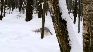 Чехословацкий влчак (Czechoslovakian Wolfdog) Ambra и Brut.