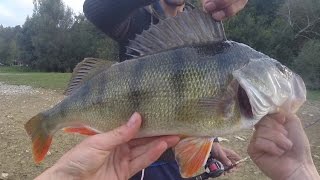 Pêche du brochet et de la perche au leurre : Masta perche à gogo | n°1 | Partie 1