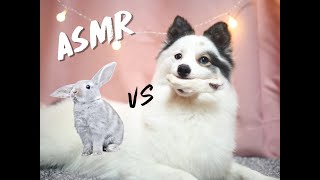 ASMR Dog eating Furry Rabbit Paw!