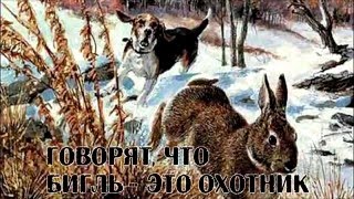 Бигль - охотник. beagle hunter dog