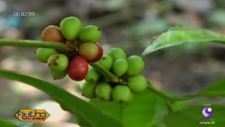 เกษตรสร้างชาติ : ผลิตกาแฟโรบัสต้าครบวงจร