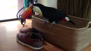 Angry Toucan Attacks Shoes