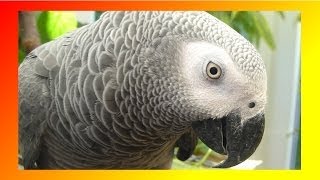 ГОВОРЯЩИЙ ПОПУГАЙ ОЧЕНЬ ХОЧЕТ!  ЧТО?  ОТВЕТ В КОНЦЕ ВИДЕО :-)