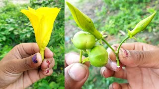 अगर कहीं मिल जाए यह फूल तो झट से तोड़कर खा ले यह तो सबसे बड़ी औषधि है