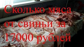 Сколько мяса от свиньи за год?Зарезали кабана "Пигус"!Правильный разруб и опаливание туши. Обмером!
