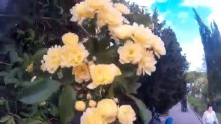 Глициния цветёт,  ЯЛТА Май 2016  КРЫМ