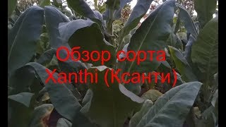 Обзор сорта Xanthi (Ксанти) - купить семена табака