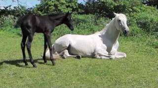 Impressive STALLION greets little FOAL