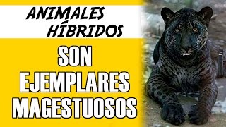 7 Animales Híbridos Más Increíbles Del Mundo