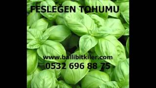 mor fesleğen tohumu,satılık fesleğen tohumu,fesleğen tohumu nerede satılır,top fesleğen tohumu