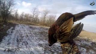 КРАСИВАЯ ОХОТА НА ФАЗАНА 2016. ЛУЧШИЕ МОМЕНТЫ ИЗ ОХОТЫ. PHEASANT HUNTING.