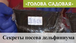 Голова садовая - Секреты посева дельфиниума
