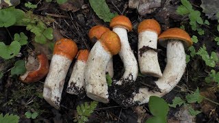 Грибной поход по Ифенке Первой. Ч.2. Грибная ловушка. Возвращаемся в Толмачёво.