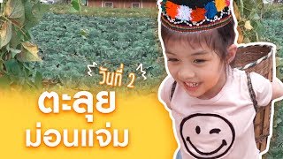 ยังอยู่ที่เชียงใหม่นะครับ พาเด็กดอยไปเก็บผักครับ