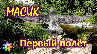 ?? #12 Птенец морской чайки учится летать