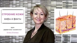 Строение кожи, мифы и факты. Косметолог Елена Хлопова.