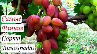 Сорта винограда. Самые ранние сорта. Виноград 2015.