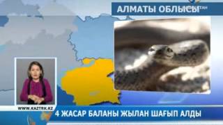 Балабақшада жылан шаққан