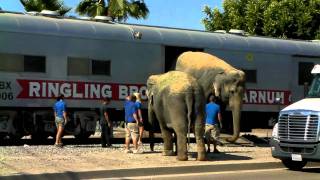 Chasing The Circus Train (3) Elephant Walk - 7/26/10