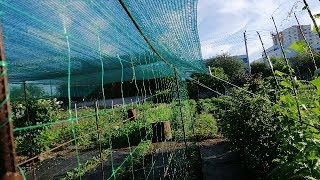 НОВОЕ НА МОЕМ ОГОРОДЕ: ДОРОЖКИ ИЗ АГРОВОЛОКНА И ЗАТЕНЯЮЩАЯ СЕТКА