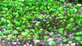 Pelvicachromis pulcher с выводком на прогулке