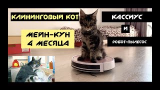 Мейн-кун 4 месяца. Клининговый кот. Кот и робот-пылесос. Катается верхом на роботе-пылесосе.