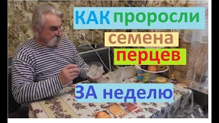 Как проросли семена за семь дней