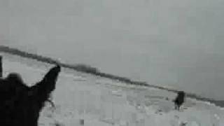 Хмурое утро. Зима. Псовая конная  охота.