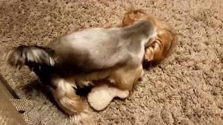 Funny Yorkshire Terrier and his sex toy!!!