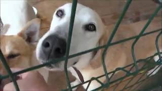 Приют для животных Рязань Телков Сергей и Бурачкова Ирина