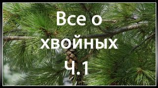Размножение хвойных растений (Вступление)