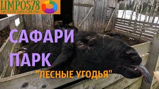 Сафари парк " Лесные угодья" Обзор. Отдыхаем на Крещение.