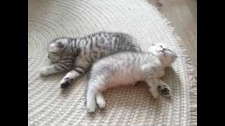 Шотландские вислоухие кошечки скоттиш-фолды Scottish fold