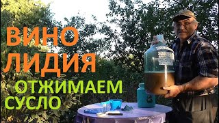 Из винограда ЛИДИЯ ВИНО, отжимаем СУСЛО