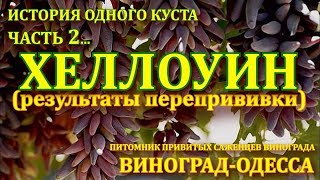 Виноград ХЕЛЛОУИН ИСТОРИЯ ОДНОГО КУСТА ЧАСТЬ 2/ Результаты прививки
