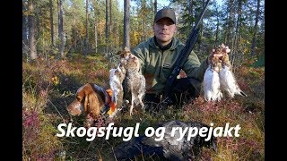 Skogsfugl og rypejakt - Hunting capercaillie and grouse with pointing dogs