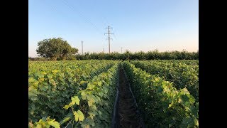 Продажа саженцев и черенков винограда. ОПТ РОЗНИЦА