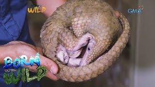 Born to Be Wild: Rescuing an endemic pangolin inside a residential bathroom