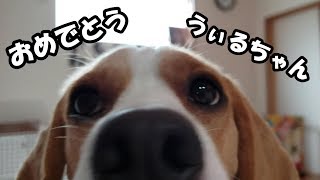 実は６月30日で２歳の誕生日を迎えたビーグル犬のうぃるさん