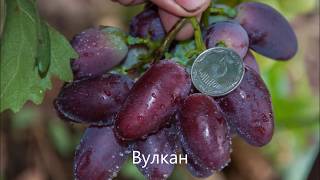 Виноград Калугина В М каталог Яцуна В Н 2018