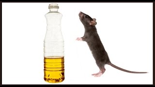 Масляная мышеловка-крысоловка. Ничего не надо мастерить Oil mouse-trap/rat-trap. Could not be easier